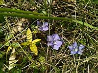 Pervenche (Genre Vinca) (1)